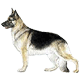 Vartotojo avataras
