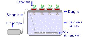 hidroponika - burbuliatorius