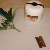 Klonavimas