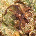 Big Bud - Didelis Pumpuras
