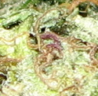 Purple (Purple Haze) - Purpurinė (Purpurinė Migla)