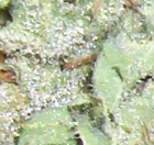 Super Skunk - Super-skunkas