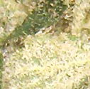 White Widow - Baltoji Našlė