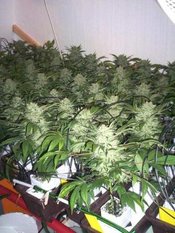 Sea Of Green