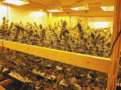 Sea Of Green