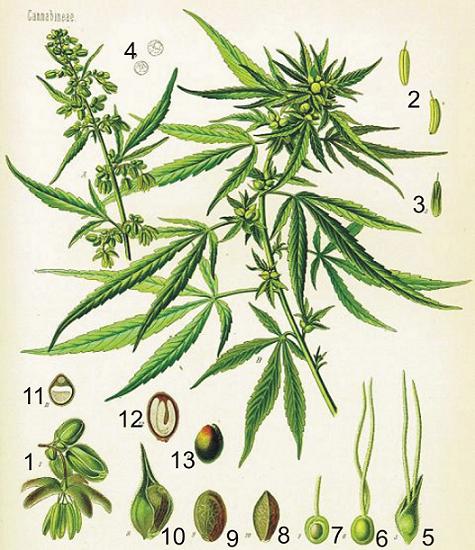 Apdulkinimas